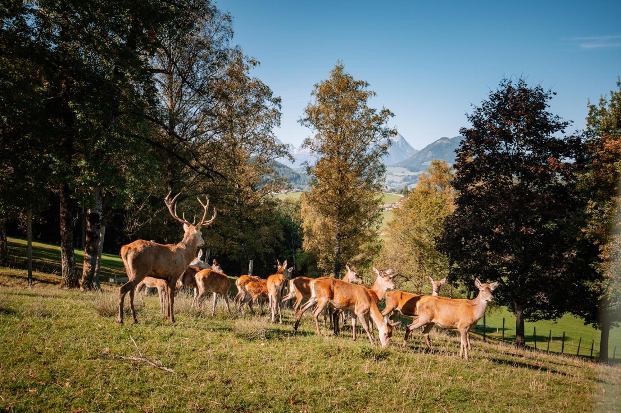 Sperlhof 3* Windischgarsten